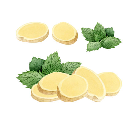 Watercolor ginger root slices with peppermint leaves watercolor illustration set for spicy healthy...
