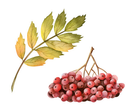 Red rowan berries branch and yellow green leaf watercolor illustration set isolated on white. Forest tree clipart for fall and autumn designs in warm colorsの写真素材