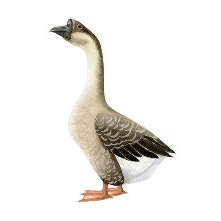 Watercolor brown goose illustration isolated on white. Poultry yard waterfowl bird in hand drawn realistic style. Farm clipart for kids clothing and village designsの写真素材