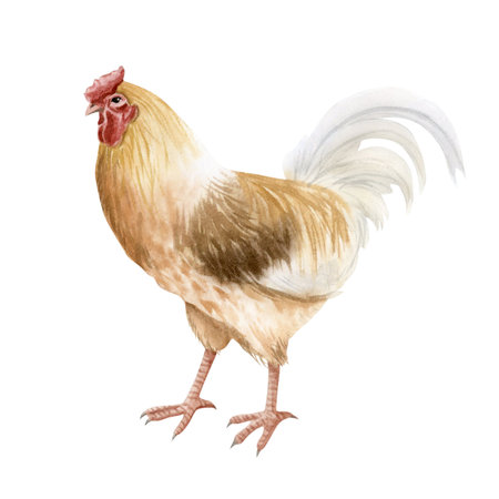 Beige brown rooster with white feathers watercolor isolated illustration. Realistic cock for poultry yard and farming designs. Chicken breed, domestic farm bird clipart for country side aestheticsの写真素材