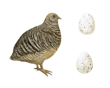 Quail with eggs watercolor illustration set isolated on white background. Farm bird in realistic detailed style for village and farming clipart. Old World chicken hand drawn sketchの写真素材