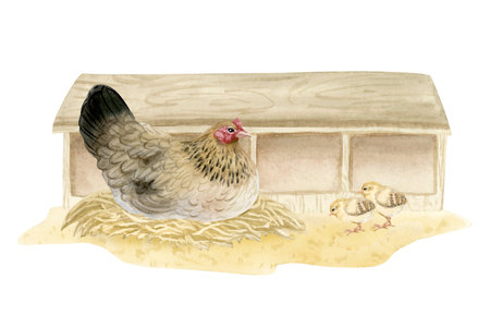 Brown black chicken hen hatching eggs in nesting boxes watercolor illustration isolated on white. Poultry yard sitting bird with baby chicks on sand ground for farm designs. Realistic fowl clip artの写真素材