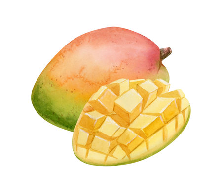 Watercolor mango fruits hand drawn illustration isolated on white. Ripe summer food whole and sliced in cubes. Tropical healthy clip art for juice designsの写真素材