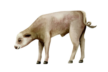 Young cow calf watercolor illustration isolated on white. Dairy farm baby animal clip art in realistic style for village and countryside designs. Hand drawn livestock sketch. Brown domestic petの写真素材
