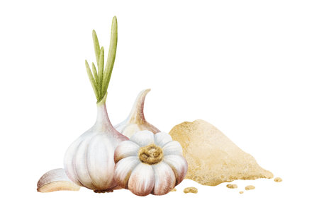 Ground garlic powder with bulbs and cloves watercolor illustration. Pile of dry spice vegetables for cooking and folk medicine recipes. Minced seasoning for culinary. Healthy food hand drawn clip artの写真素材
