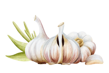 Watercolor garlic with leaves and cloves horizontal illustration isolated on white with dry bulbs and plant stem. Hand drawn botanical vegetable clip art for folk medicine and Italian food designsの写真素材