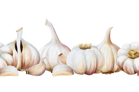 Garlic harvest watercolor seamless border isolated on white. Whole and half bulb vegetables and cloves hand drawn repeat banner illustration. Realistic spicy food for kitchen and culinary designsの写真素材
