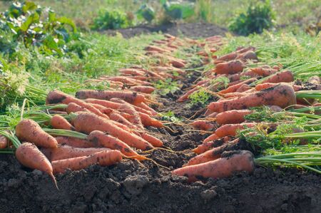 A row of carrots on the ground in the gardenの写真素材