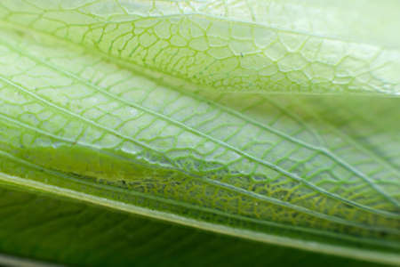 Macro detail of a praying mantis wing looking like a leafの写真素材