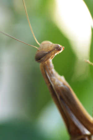 Close up shot of Male praying mantis in a gardenの写真素材