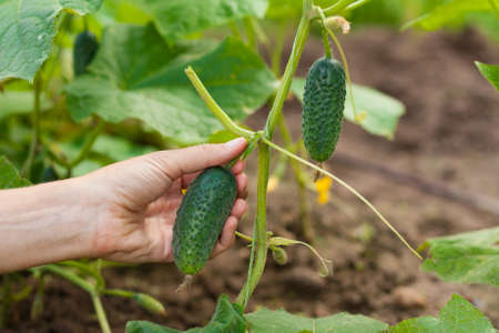 Female farmer holds fresh organic cucumbers in her hands in Vegetable Garden- closeupの写真素材