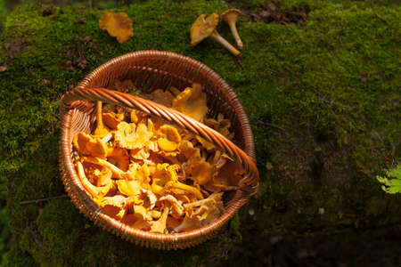 Fresh Edible Mushrooms Chanterelle In Wicker Basket On Old Log With Moss In Forest Top View.の写真素材