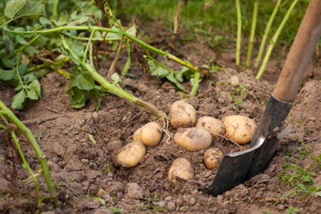 Harvesting Potatoes. Fresh Potatoes Dig From Ground With Spade. Fresh Potato. Harvest Time, Season.の写真素材
