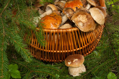 Fresh Edible Small Mushroom Porcini Near Wicker Basket With Mushrooms Under Fir Tree Outdoor Autumn, Close Up. Mushrooms In Basket: Brown Cap Boletus (Leccinum Scabrum), Orange-Cap Boletus And Porcini.の写真素材