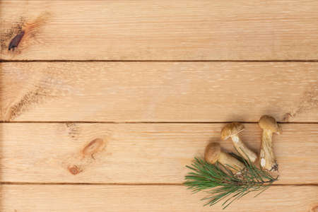 Edible Mushrooms Leccinum Scabrum And Pine Branch On Wooden Background Copy Space.