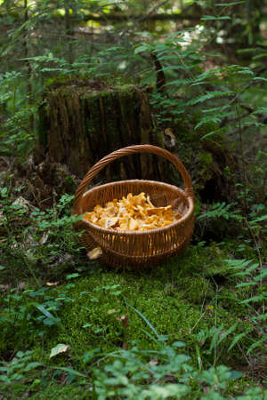 Fresh Mushrooms Chanterelle In Wicker Basket On Green Moss Near Old Stump In Forest.の写真素材
