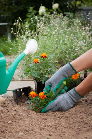 Female Florist Planting Marigold Flowers From A Garden Tools In Her Hand In Garden In Spring Season. Planting Flowers.の写真素材