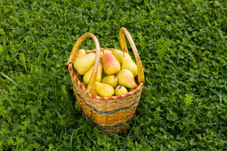 Fresh Ripe Organic Pears In Wicker Basket On Green Grass In Day Sunny Garden. Background Of Wicker Basket With Fresh Ripe Pear And Green Grass. Yellow Pears. Healthy Organic Pears.の写真素材