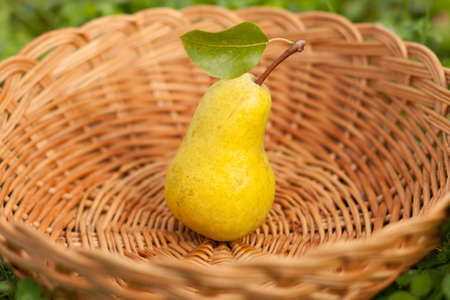 One Fresh Ripe Yellow Pear With Leaf In Wicker Basket On Outdoor, Close-up. Fresh Ripe Yellow Pear. Selective Focus.の写真素材