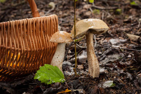 Two Edible Mushrooms Brown Cap Boletus (Leccinum Scabrum) Growing In Autumn Forest With Wicker Basket. Wet Hats Mushroom. Wild Mushroom In Forest.の写真素材