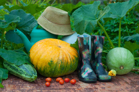 Fresh Organic Vegetables And Garden Tools. Pumpkins, Vegetable Marrow, Red Tomatoes, Rubber Boots, Watering Can And Wicker Hat On Old Wooden Painted Table In Summer Vegetable Garden.の写真素材