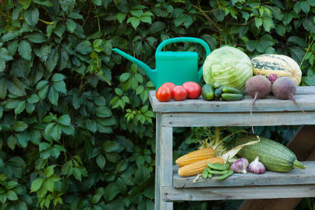Close Up Fresh Organic Vegetables And Green Watering Can On Old Wooden Construction Ladder Outdoors. Copyspace. Fresh Young Vegetables.の写真素材