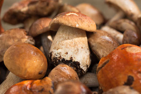 White Mushroom Boletus Eduli. Small Edible White Mushroom Boletus Edulis Lying On Heap Of Forest Wild Mushrooms Close Up. Selective Focus.の写真素材