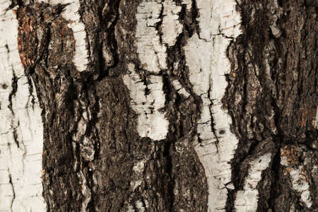 Texture Of Bark Old Birch Tree, Close Up.
