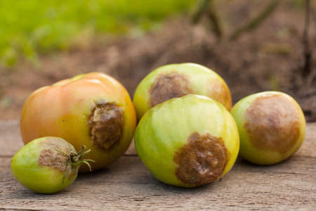 Diseases Of Tomatoes. Tomato Stricken Phytophthora (Phytophthora Infestans) Close Up. Fighting Phytophthora. Selective Focus.の写真素材