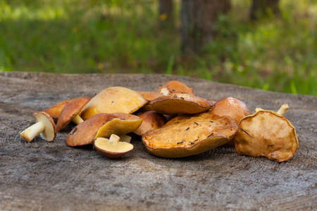 Young Edible Mushrooms Suillus Luteus On Old Stump Outdoor Close Up.の写真素材