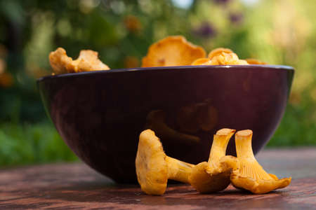 Mushroom Chanterelle. Fresh Raw Mushrooms Chanterelle On Old Wooden Table Near Bowl With Chanterelles Close Up.の写真素材
