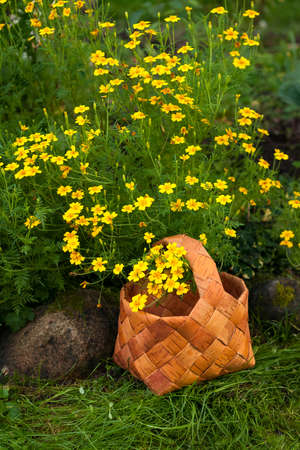 Garden Flowers Tagetes Tenuifolia. Wicker Basket With Yellow Flowers Tagetes Tenoifoliya Closeup.の写真素材