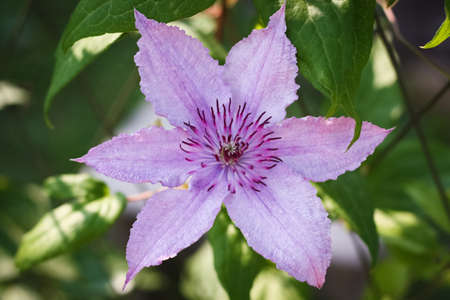 Beautiful Flower Clematis In Summer Garden Close Up.の写真素材