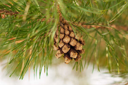Pine Cone On Pine Tree With Green Needles In Forest Close Up.