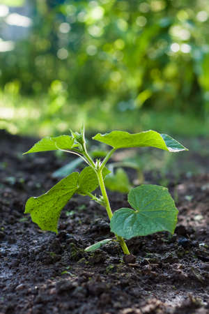 View Of Young Green Plant Cucumber Growing In Ground In Garden Outdoor.の写真素材