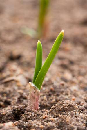 In Spring Garden Growing Young Small Green Garlic Close Up.の写真素材