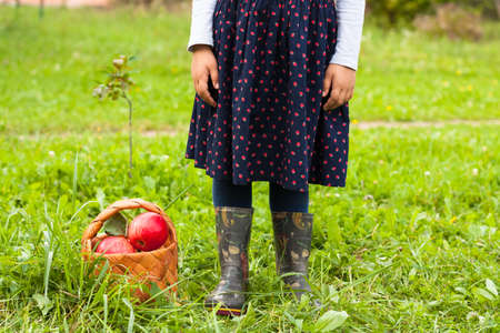 Little Six-Year Girl In Sarafan With Picture Stand Beside Wicker Basket With Ripe Apples On Green...