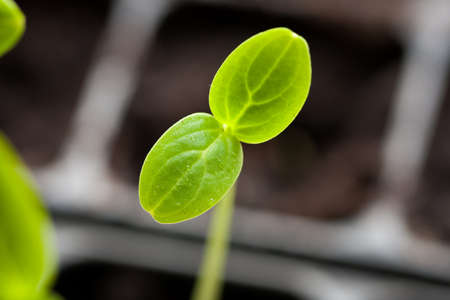 Young Sprout With Green Leaf Growing From Soil Close Up. Garden Spring Seedling.の写真素材