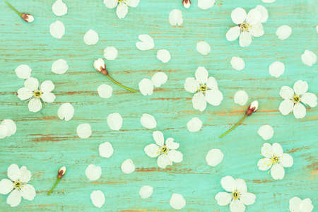 Background And Texture. Spring White Flowers Of Cherry On Old Obsolete Blue Wooden Board Top View.の写真素材