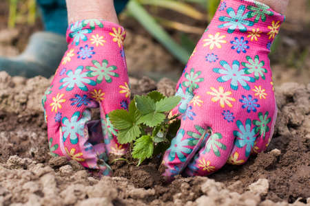 Female Farm Hands Planting Seedling Of Young Small Bush Plant Strawberry In Spring Garden.の写真素材