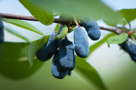 Fresh Blue Berries Of Honeysuckle (Lonicera) On Branch With Leaves Grow In Summer Garden Close Up.の写真素材