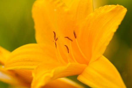 Beautiful Yellow Flower Lily Grows In Summer Garden Close Up.の写真素材
