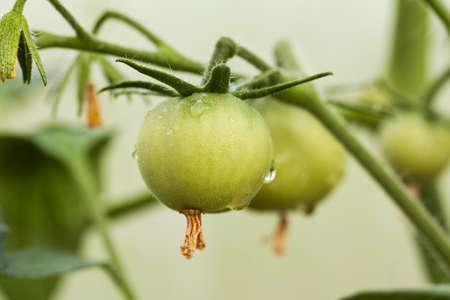 View Of Young Plant With Small Green Tomato Grow In Vegetable Garden Close Up.