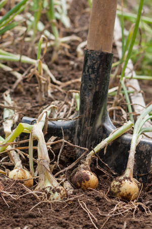 Harvesting Onions. Ripe Yellow Onion In Ground With Spade Close Up.