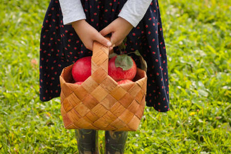 Little Six Year Girl Hold Wooden Wicker Basket Of Birch With Ripe Apples On Background Of Green...
