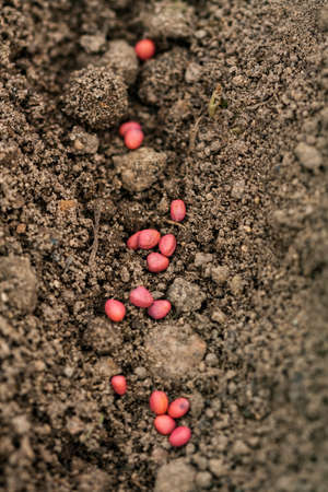 View Of Seeds Radish In Ground In Spring Garden Outdoor Macro.の写真素材