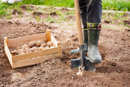 Planting Potatoes. Dig Ground. Leg Of Male Farmer In Rubber Boots With Shovel And Potato In Ground In Spring garden.の写真素材