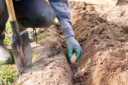 Spring Planting Of Potatoes. Male Work Or Hobby On Vegetable Garden In His Site. Male Farmer Planting Young Seedlings Plant Potato With Shoots In Ground Close Up.の写真素材