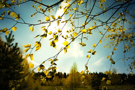 Branches With Green Buds Leaves Young Birch Tree On Background Of Sun With Blue Sky.