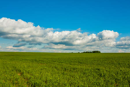 Green Wheat On Spring Field Under Blue Sky With White Dramatic Clouds. Beautiful Agricultural Rural Landscape.の写真素材
